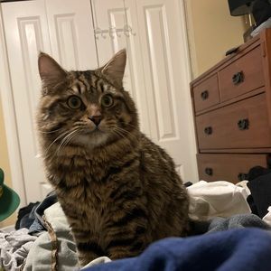 Meet your Posher, Samuel